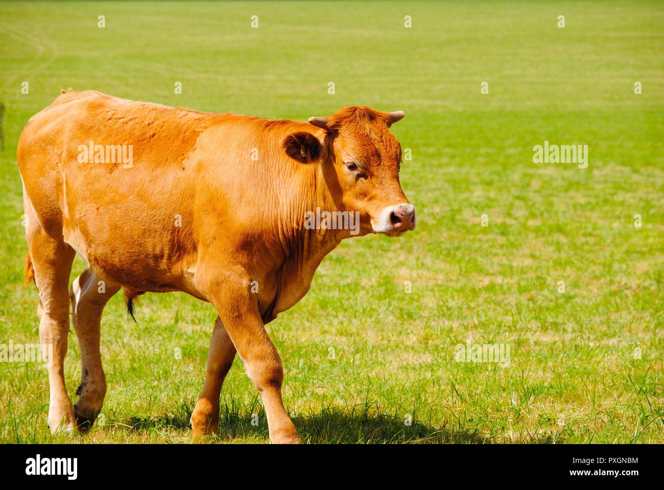 Aylesbury Landschaft von Wiltshire neben Stonehenge Stockfoto