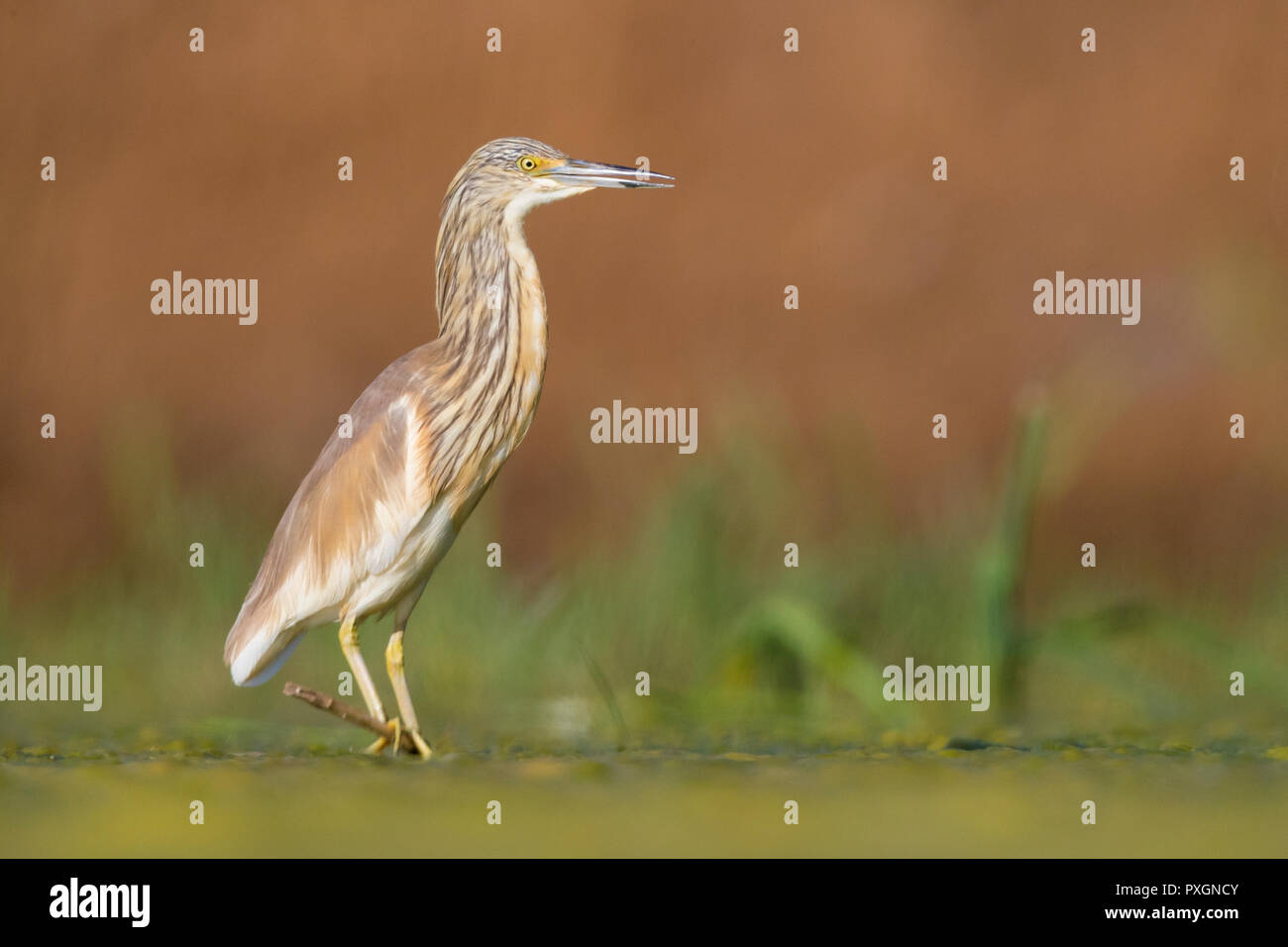 Squacco Heron (Ardeola ralloides), Unreife, stehend auf einem schwimmenden Zuckerrohr in einem Sumpf Stockfoto