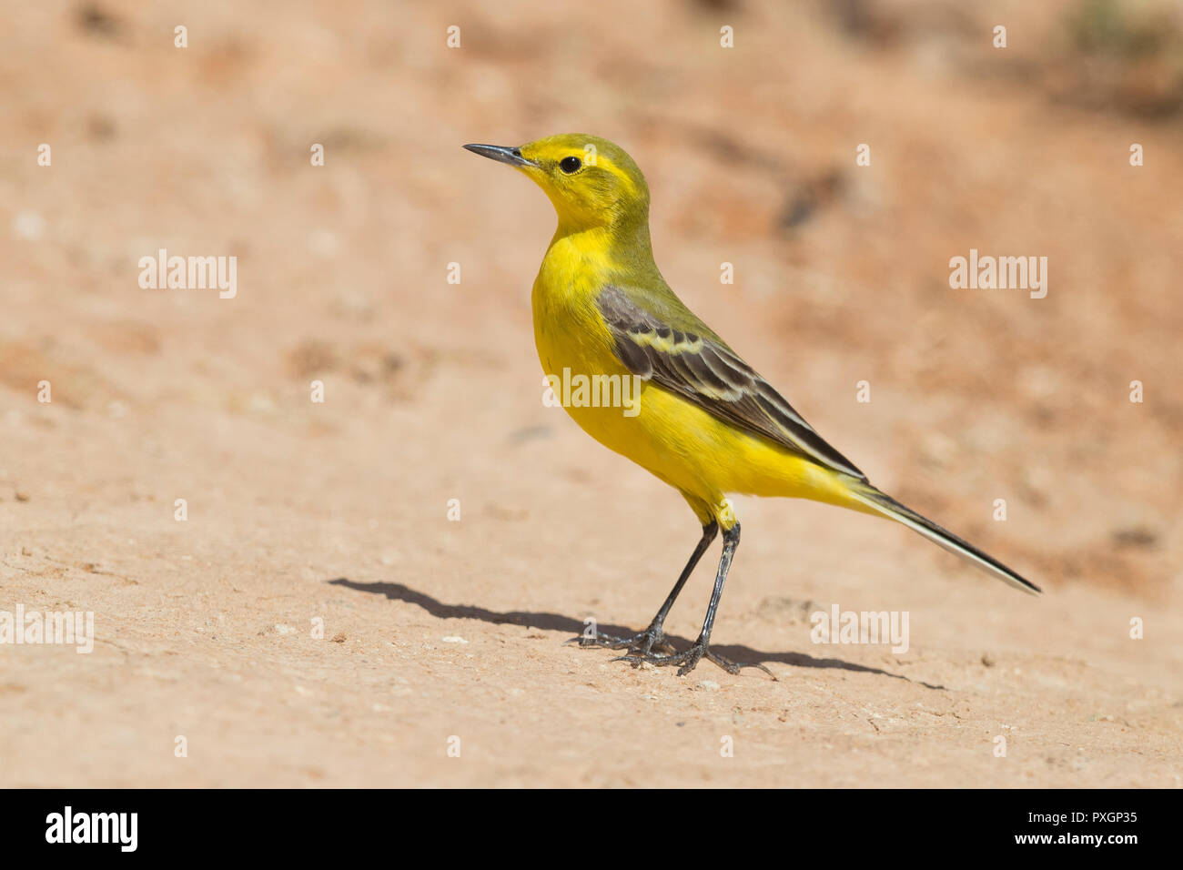 Western Schafstelze (Motacilla flava flavissima), Seitenansicht eines männlichen Erwachsenen auf dem Boden in Marokko Stockfoto