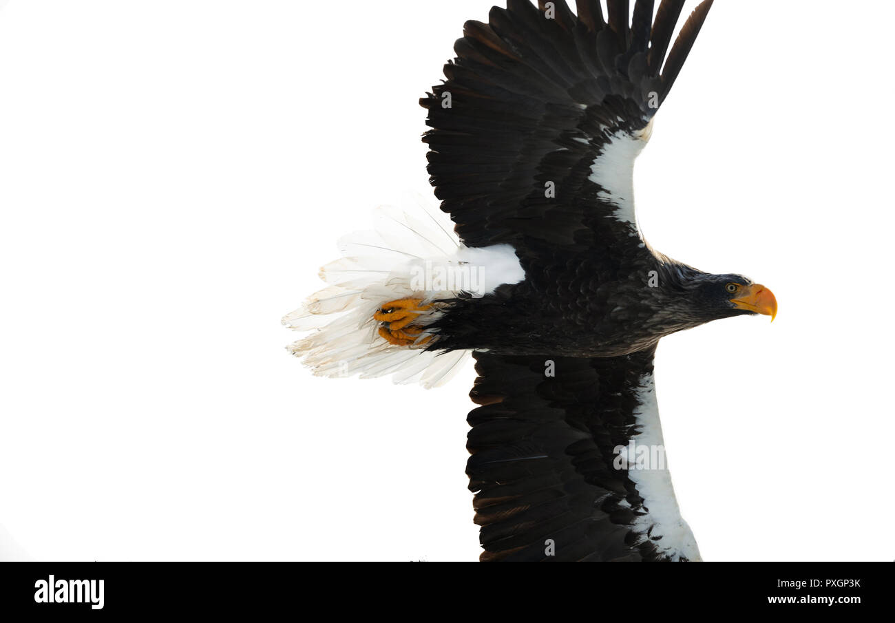 Die Erwachsenen Steller Seeadler im Flug. Auf weissem Hintergrund. Wissenschaftlicher Name: Haliaeetus pelagicus. Natürlicher Lebensraum. Winter Saison. Stockfoto
