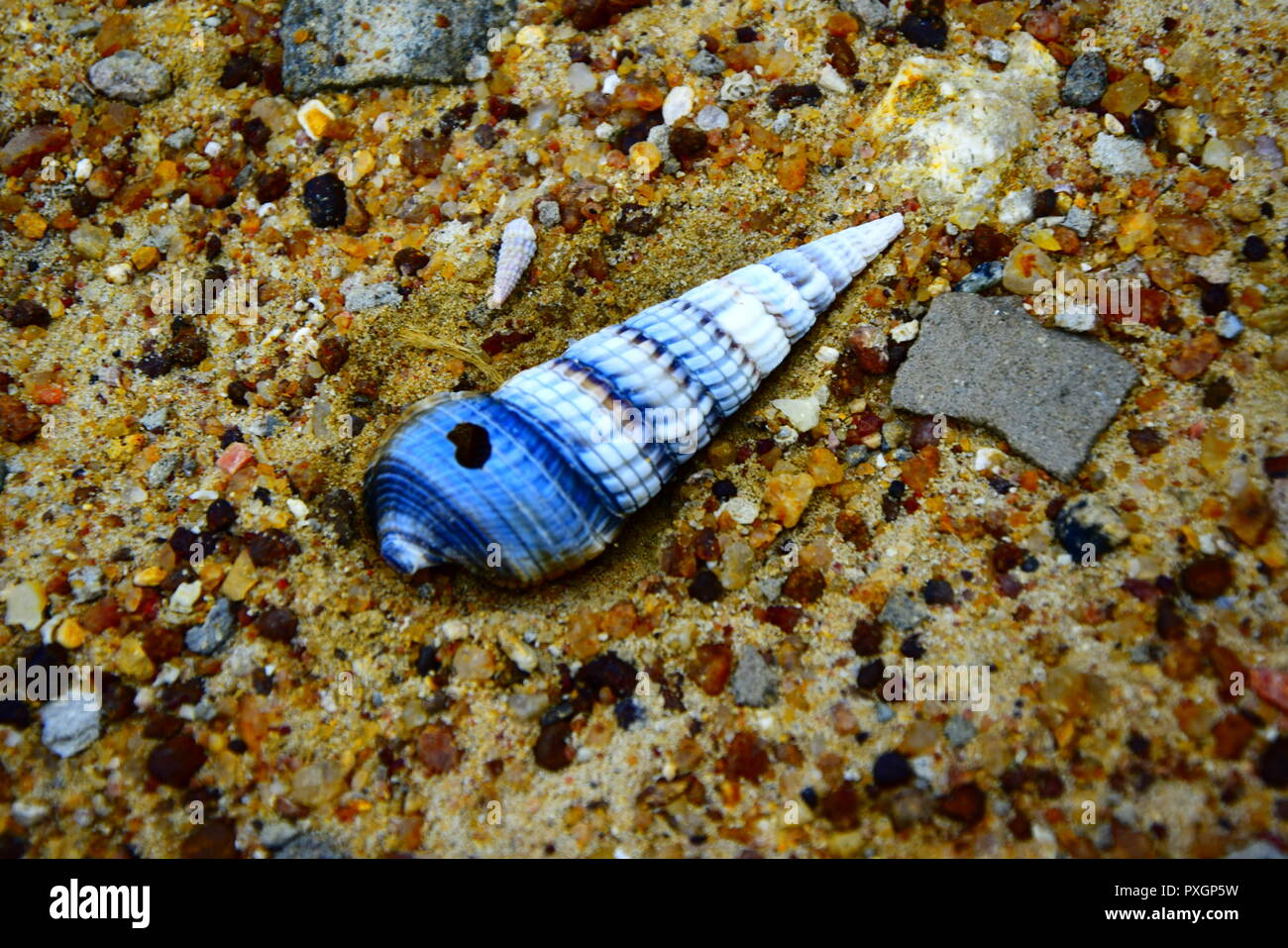 Sea Shell gefunden im Strand, Jaffna, Sri Lanka Stockfoto