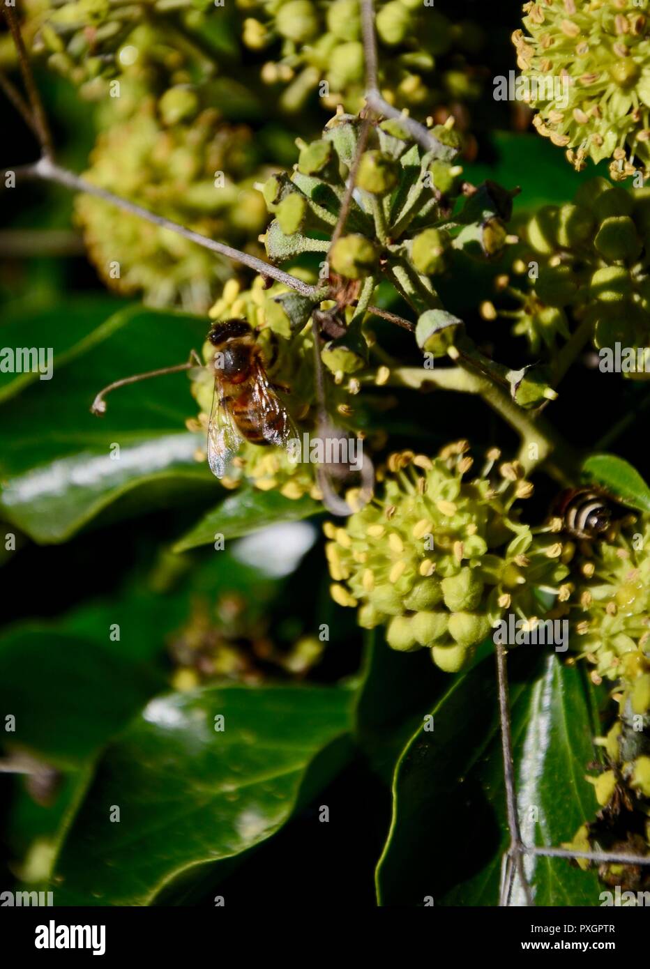 Efeu bienen -Fotos und -Bildmaterial in hoher Auflsung  Alamy