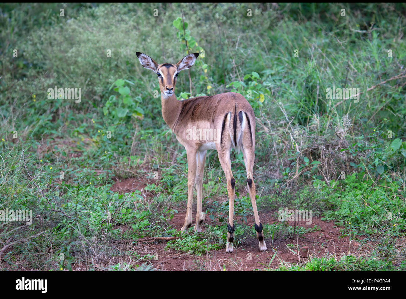 Gemeinsame Impala Aepyceros melampus über seine Schulter in den wilden Savanne in Südafrika Stockfoto