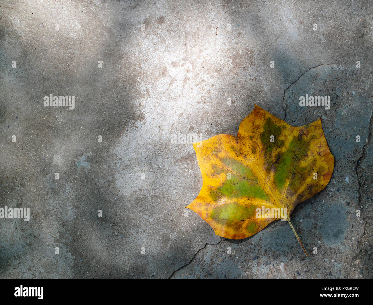 Ein gefallener Gelb und Grün Herbst Blatt auf grauem Beton Pflaster  Stockfotografie - Alamy