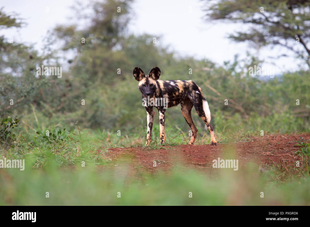 Ein Afrikanischer Wildhund (Lycaon pictus) oder Afrikanische Jagd Hund, afrikanische Hund bemalt, lackiert Jagdhund in einer Lichtung im Scrub land in Südafrika Stockfoto