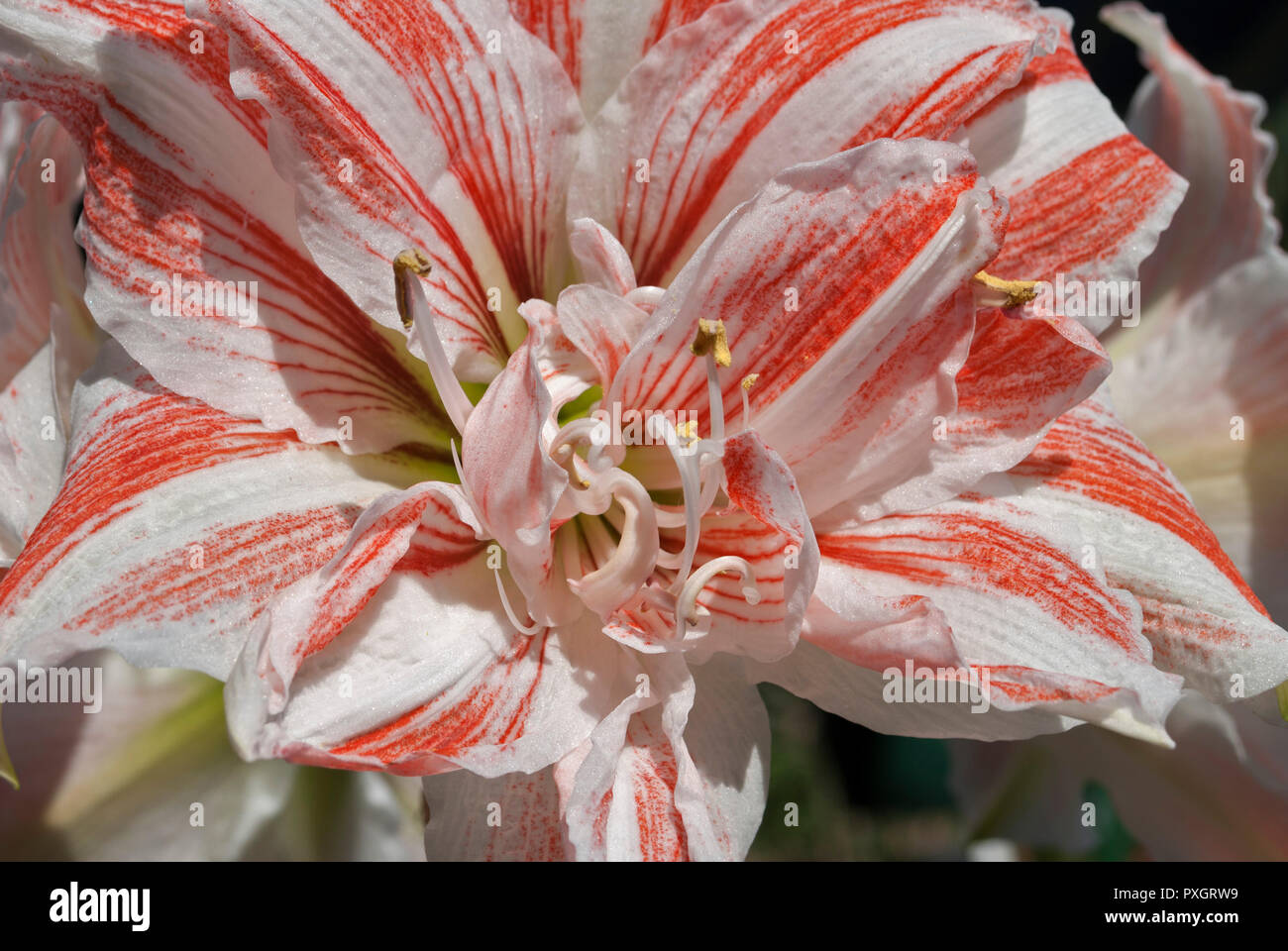 Spring Garden Festival in North Florida - Schöne rote und weiße Blume. Stockfoto