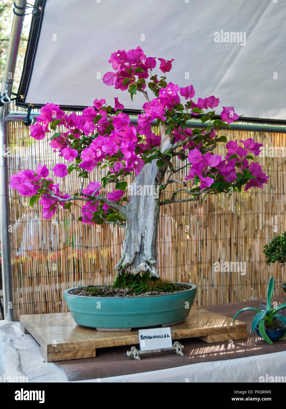 Spring Garden Festival im Norden von Florida. Bougainvillea bonsai zum  Verkauf Stockfotografie - Alamy