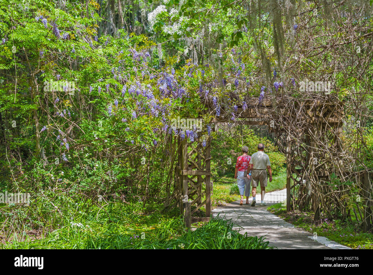 Spring Garden Festival im Norden von Florida. Wisteria Rebe in vollen Frühling blühende Modus. Stockfoto