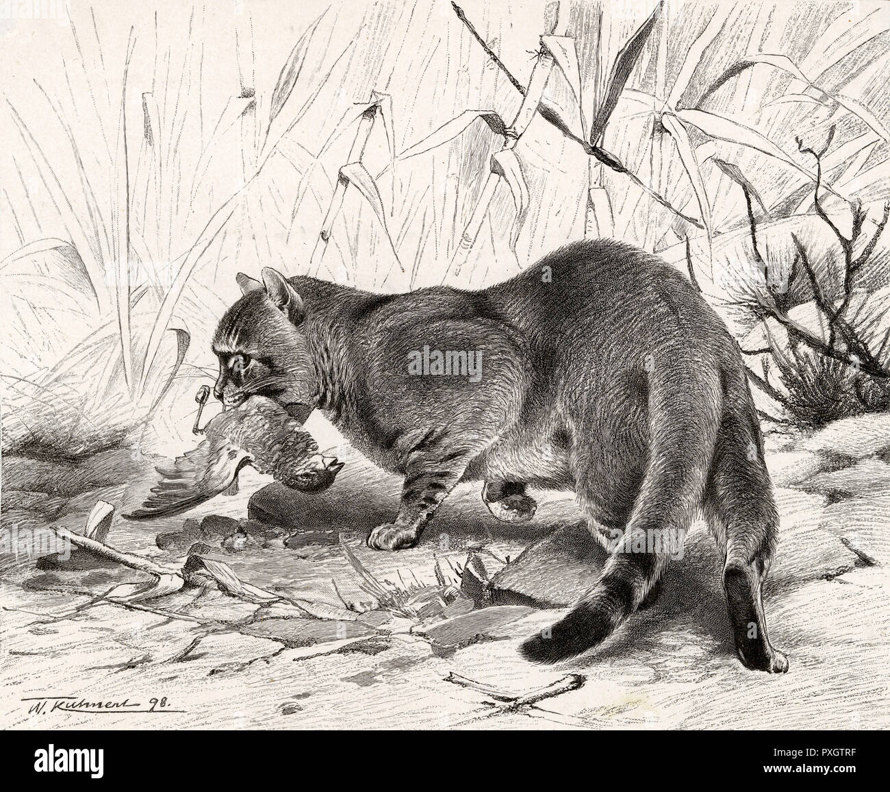 WILDE KATZE UND BEUTE Stockfoto