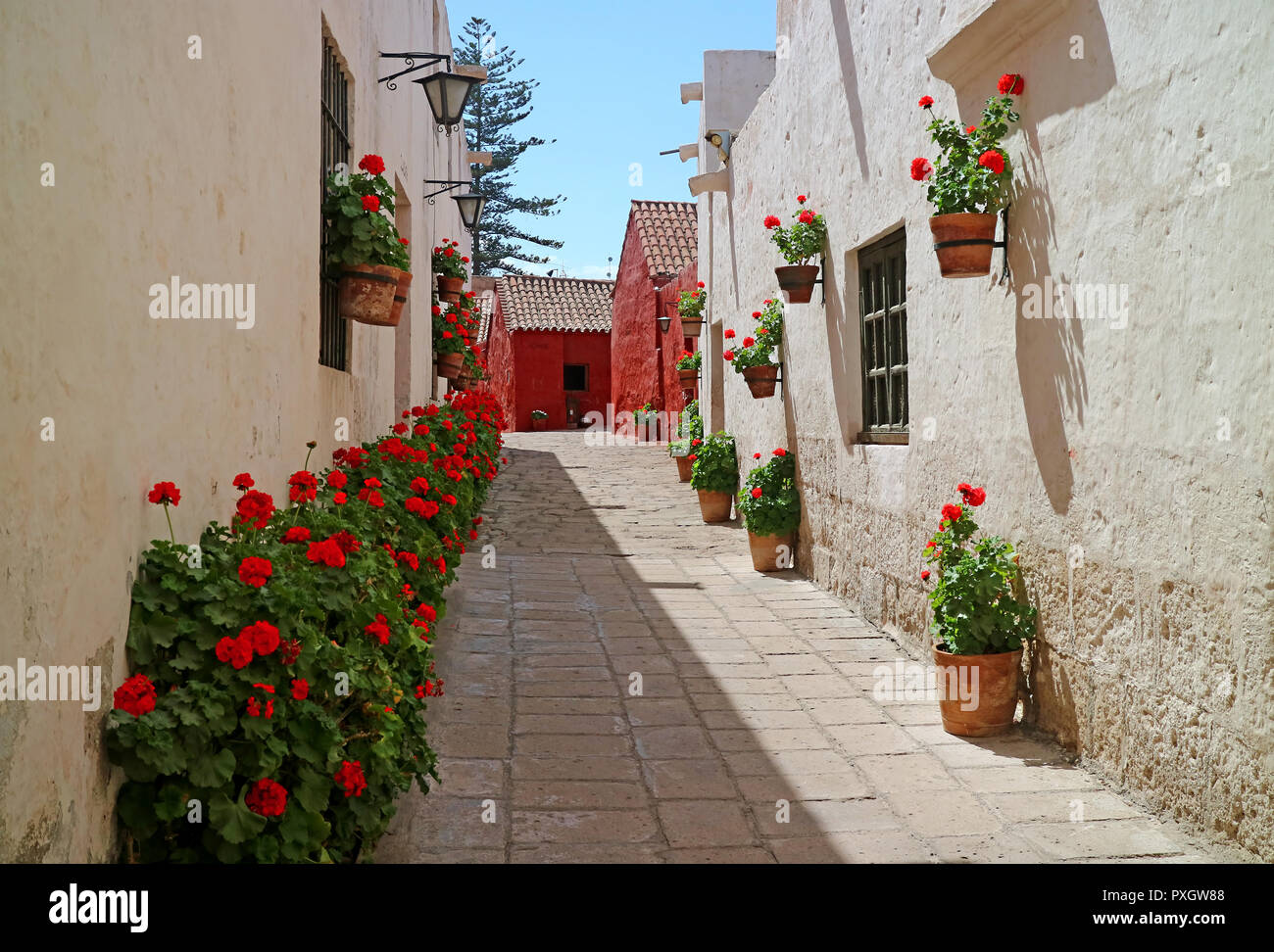 Eine Gasse voller rot blühenden Sträuchern und Terrakotta pflanzgefässe am äußeren Mauern der alten Gebäude im Kloster von Santa Catalina, Arequipa, Peru hängen Stockfoto