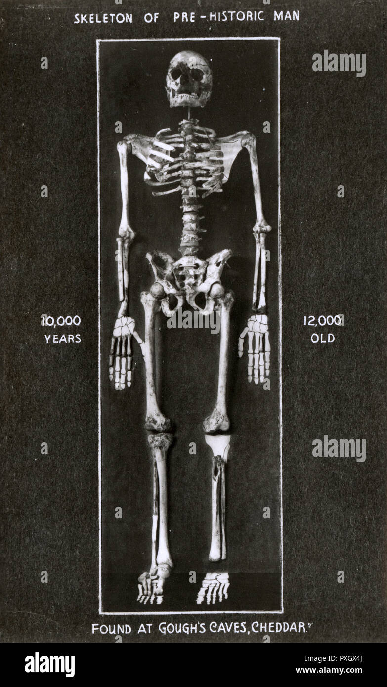 Skelett des frühen Menschen bei gough's Cave, Cheddar Gorge, Somerset gefunden. 1903 die Überreste eines menschlichen männlichen, da benannte Cheddar Mann, waren eine kurze Strecke in die Gough in der Höhle gefunden. Er ist Britains ältesten vollständigen menschlichen Skelett, etwa 7.150 Jahre v. Chr. datiert worden. Gibt es einen Vorschlag, der Mann starb eines gewaltsamen Todes, vielleicht um Kannibalismus in Zusammenhang, auch wenn dies nicht bewiesen wurde. Datum: ca. 1920 s Stockfoto