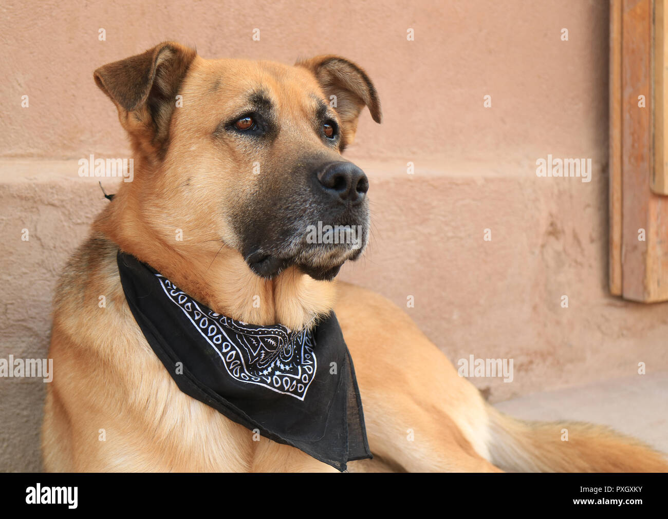 Geschlossen bis eine grosse braune Hund mit schwarzen Schal friedlich entspannen, San Pedro de Atacama, Chile, Südamerika Stockfoto