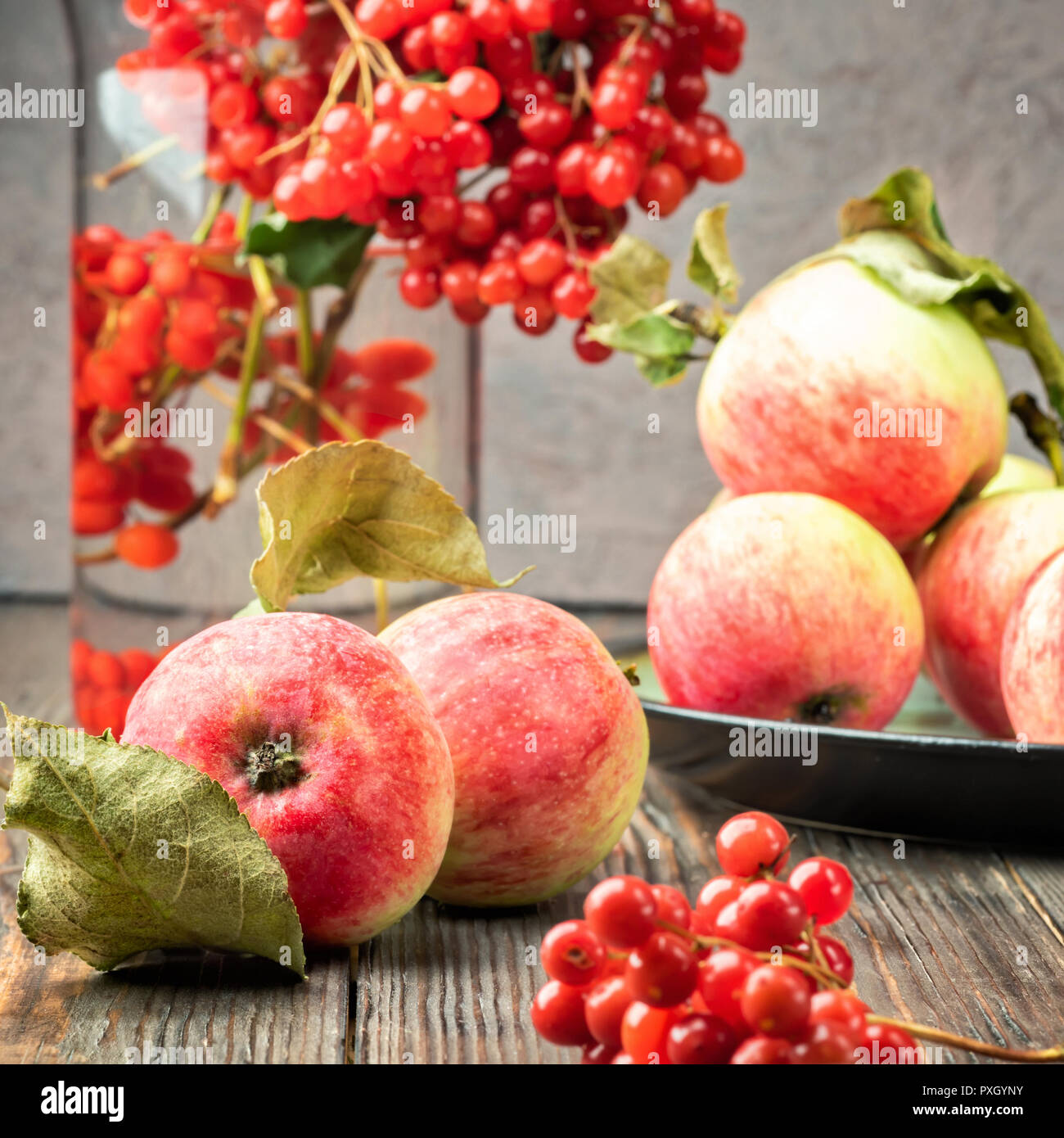 Noch immer leben Beeren eines Viburnum und Garten saisonal Äpfel in Platten auf hölzernen Tisch. Herbst Konzept Ernährung, Landwirtschaft, Ernte, Kochen Stockfoto