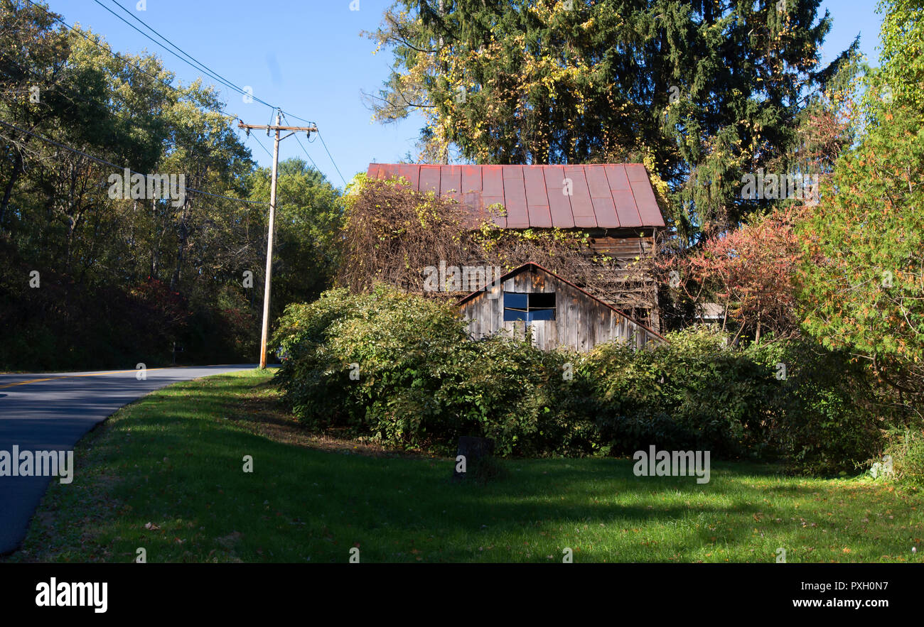 Eine alte verlassene und bewachsene Scheune in Saratoga Springs, NY, USA Stockfoto