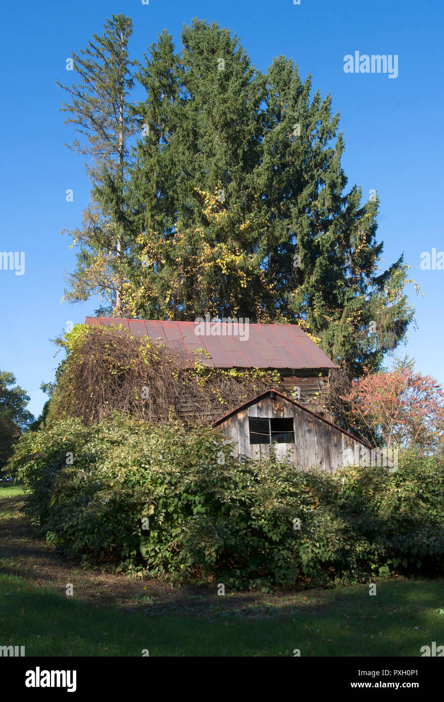 Eine alte verlassene und bewachsene Scheune in Saratoga Springs, NY, USA Stockfoto