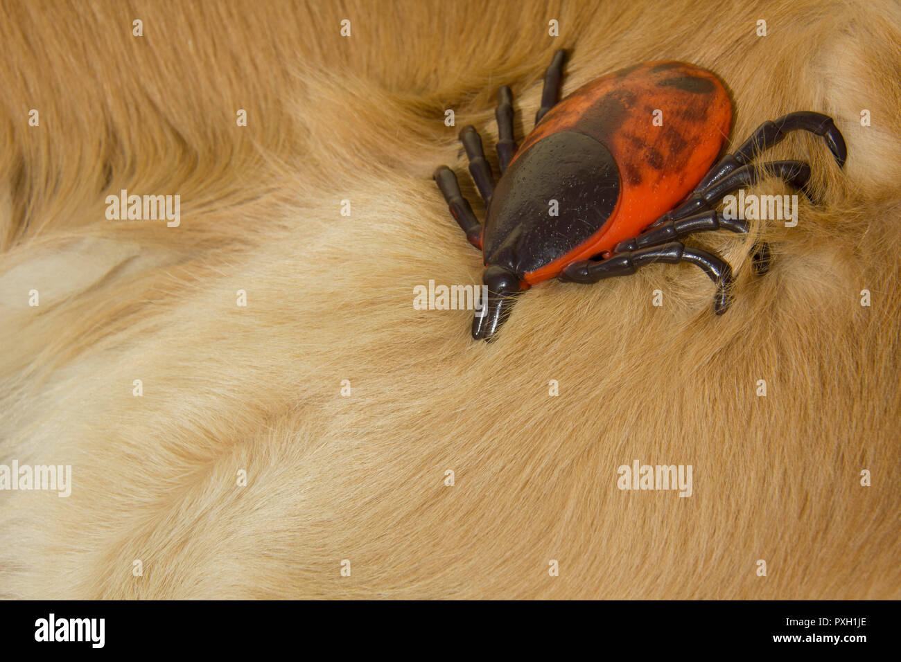 Große künstliche Enzephalitis Zecken auf der Pelz der Golden Retriever Hund Stockfoto