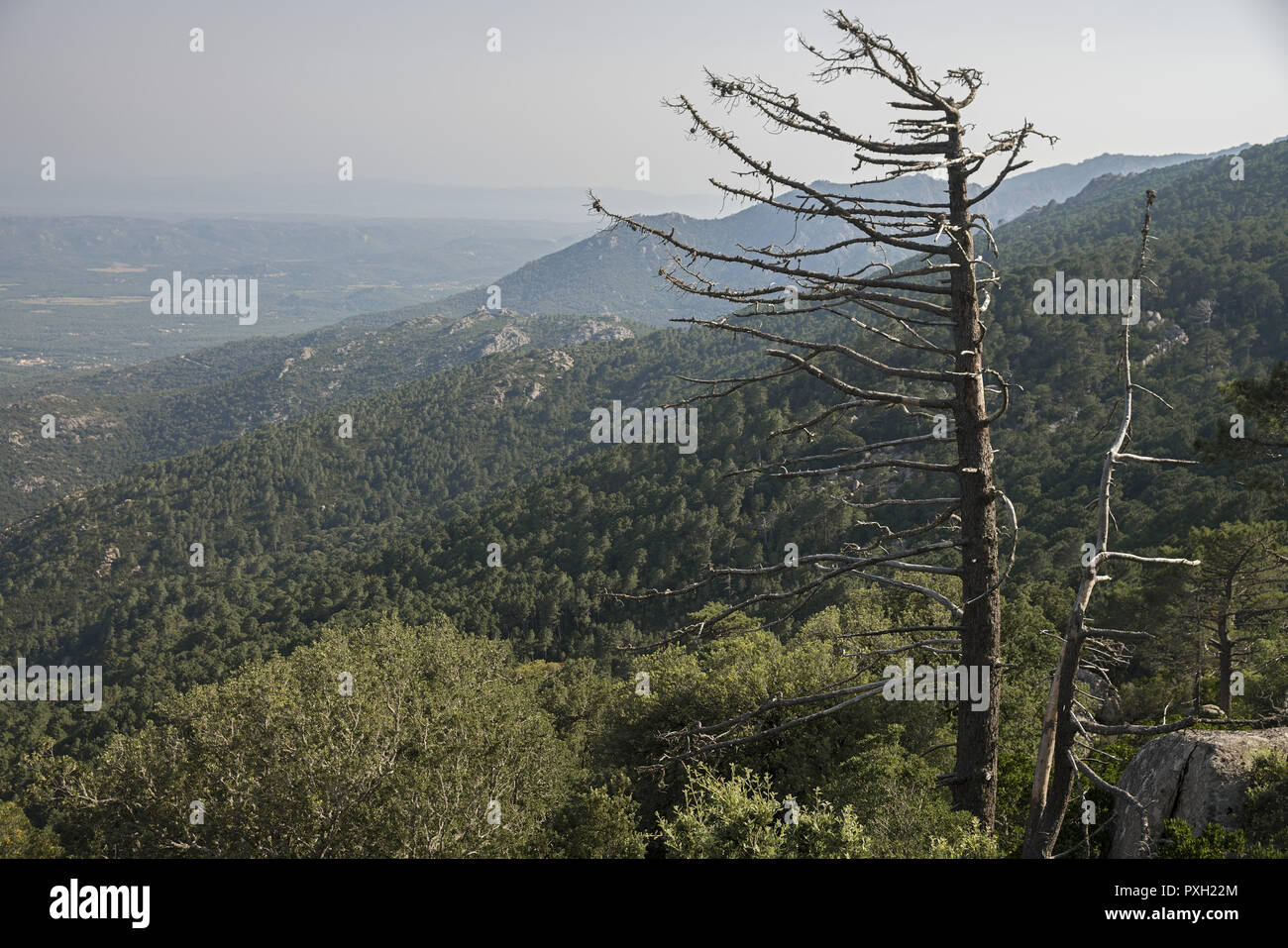 Ein trockener Baum vor dem hintergrund der grünen Hügel im Osten Korsikas. Ein trockener Baum vor dem Hintergrund der grünen Hügel auf Korsika. Suche drzewo. Stockfoto