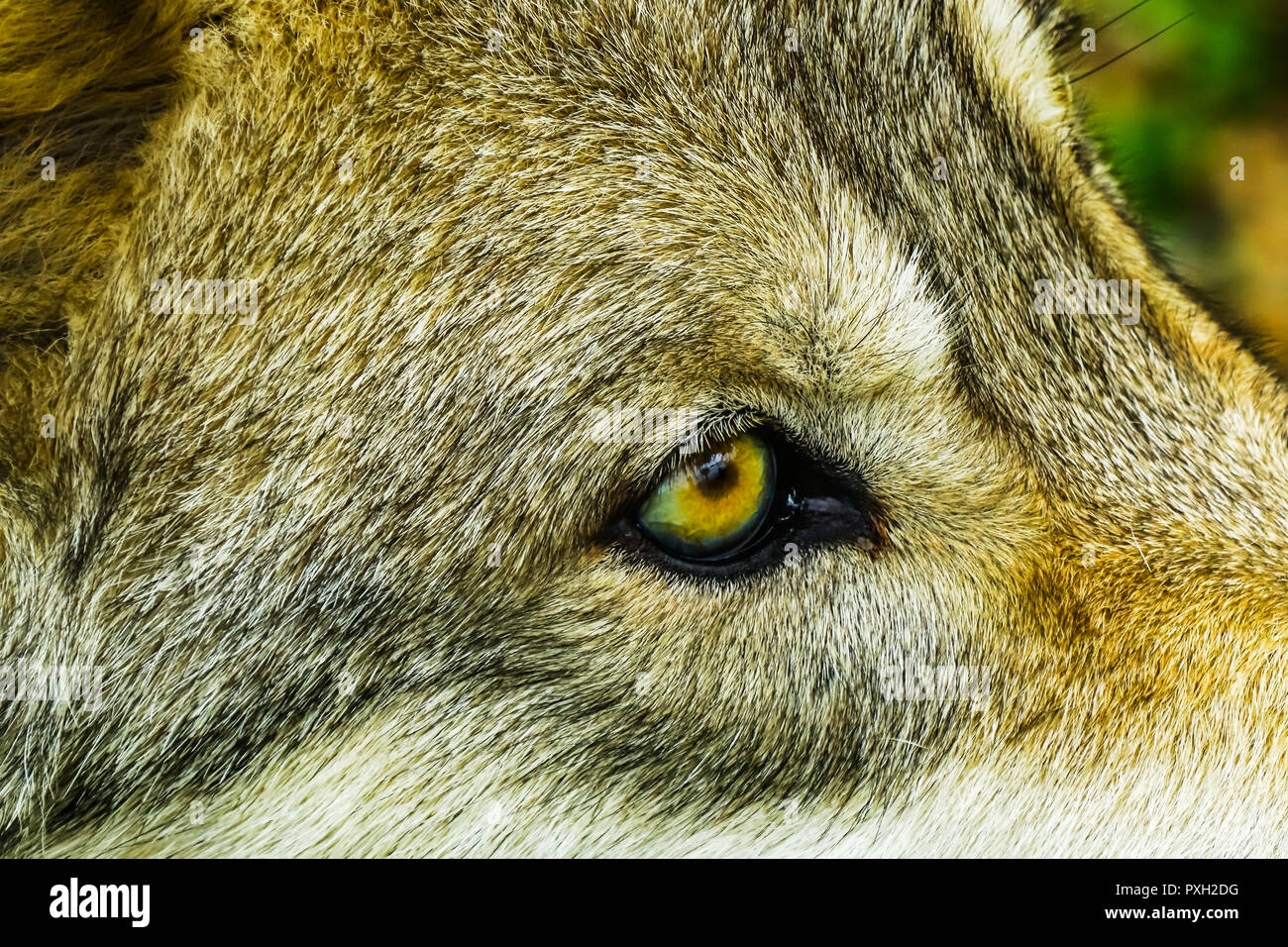 Graues Holz Western Wolf Canus lupus gelbe Auge Stockfoto