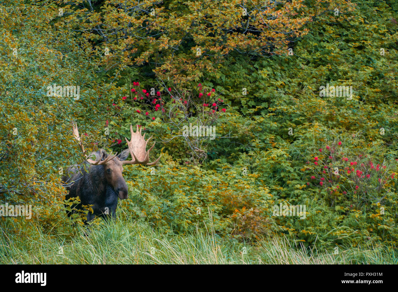 Bull Moose und Herbst Farben in Geographic Harbor, Katmai National Park, Alaska, USA Stockfoto