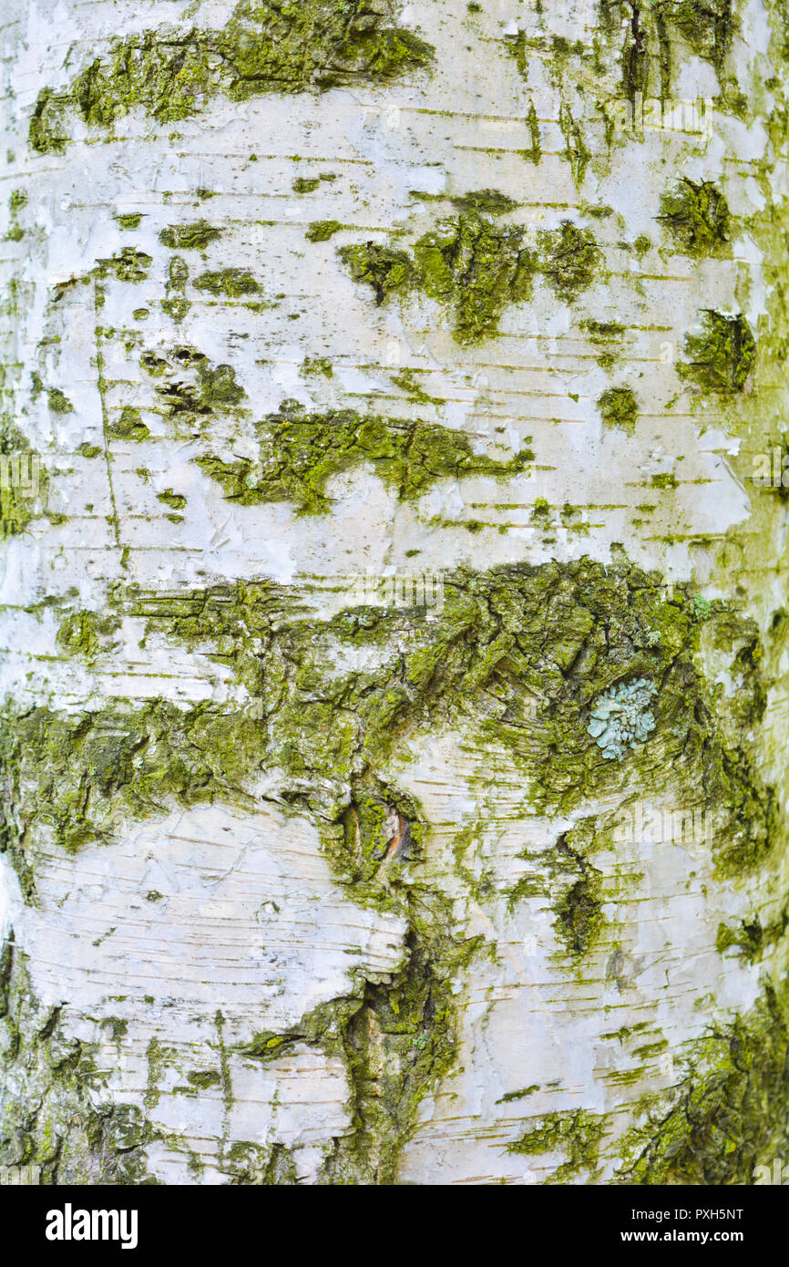 Textur des alten Birke Baumrinde mit grünem Moos. White birch Bark auf einem Baumstamm Stockfoto