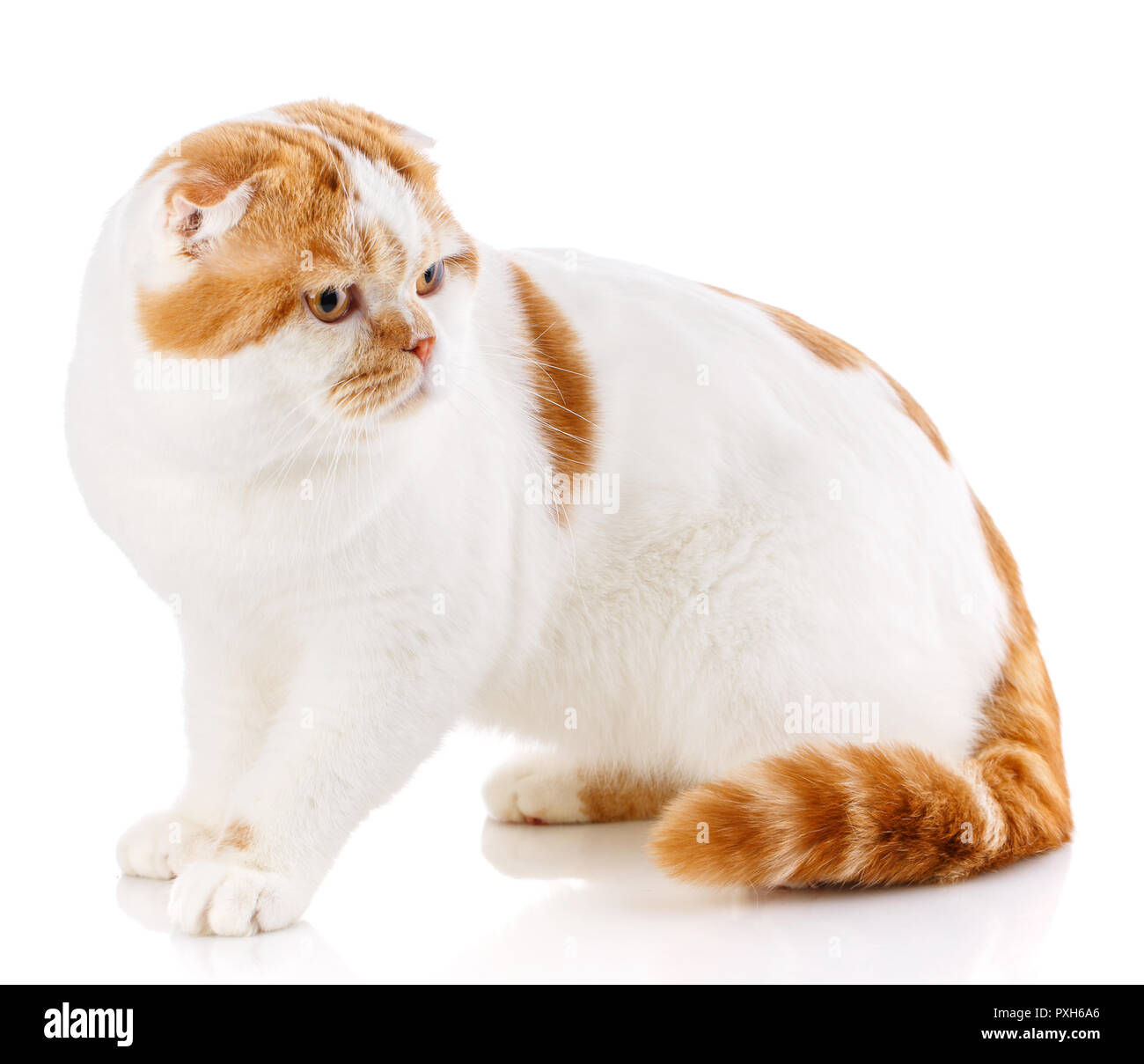 Scottish Fold Katze Auf Weißem Hintergrund Stockfoto Bild