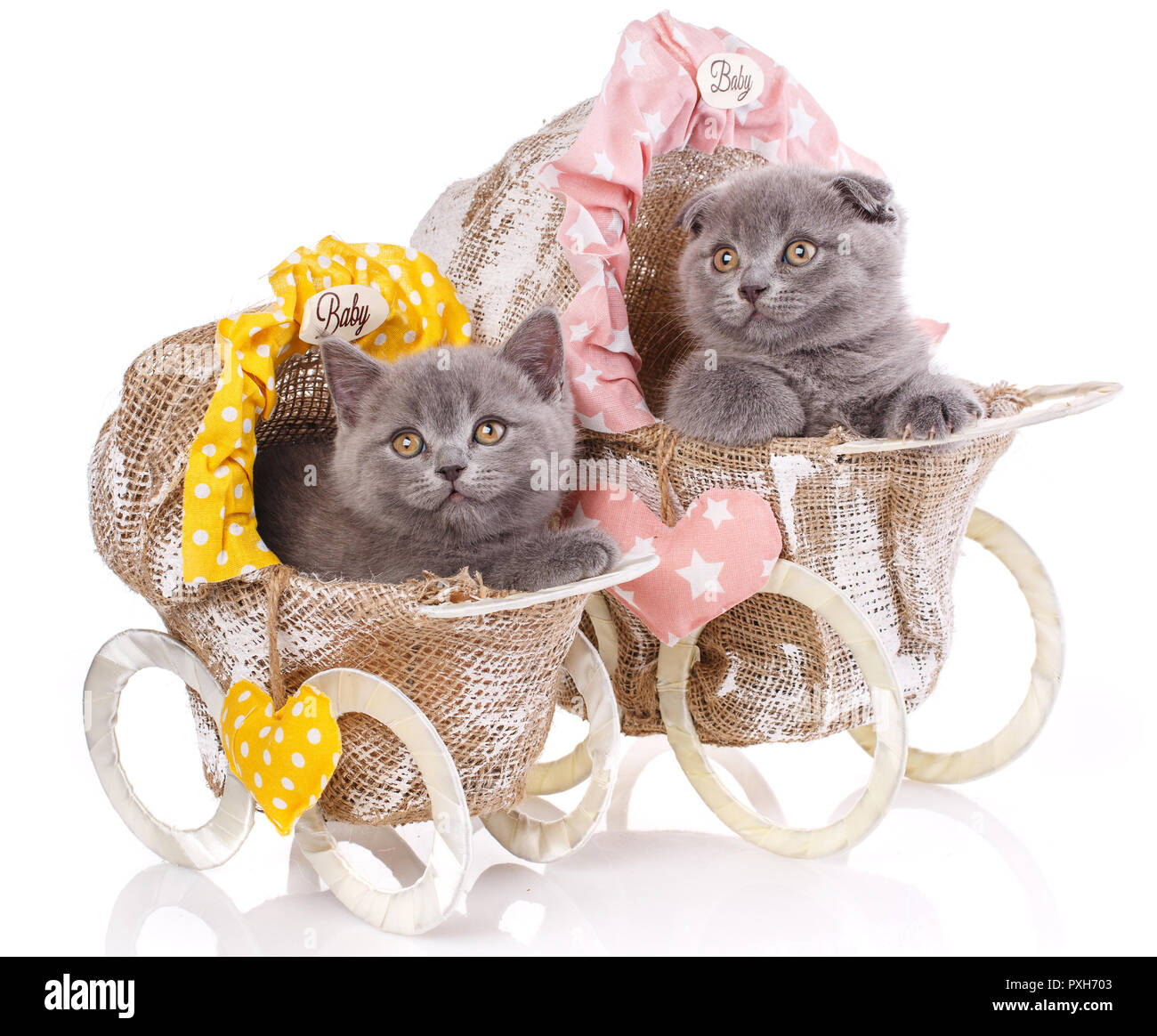 Scottish Straight und Scottish Fold Kitten. Kätzchen Konzept pos Stockfoto
