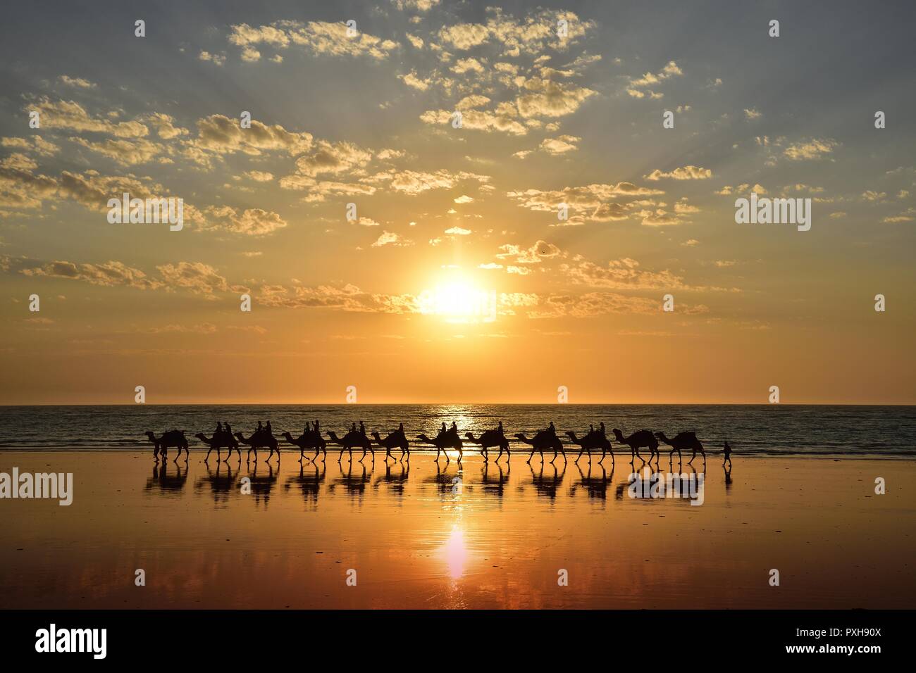 Kamele ging in Broome, Western Australia Stockfoto