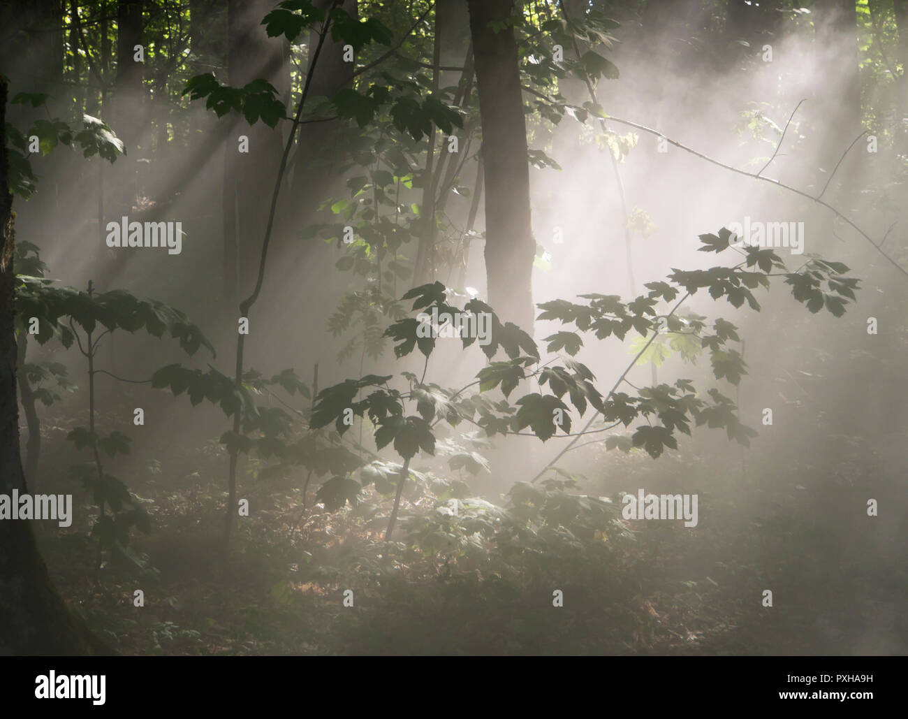 Mystic misty Woods, Sonnenstrahlen durchdringen den dichten Nebel in Ekeberg Wald in Oslo Norwegen Stockfoto