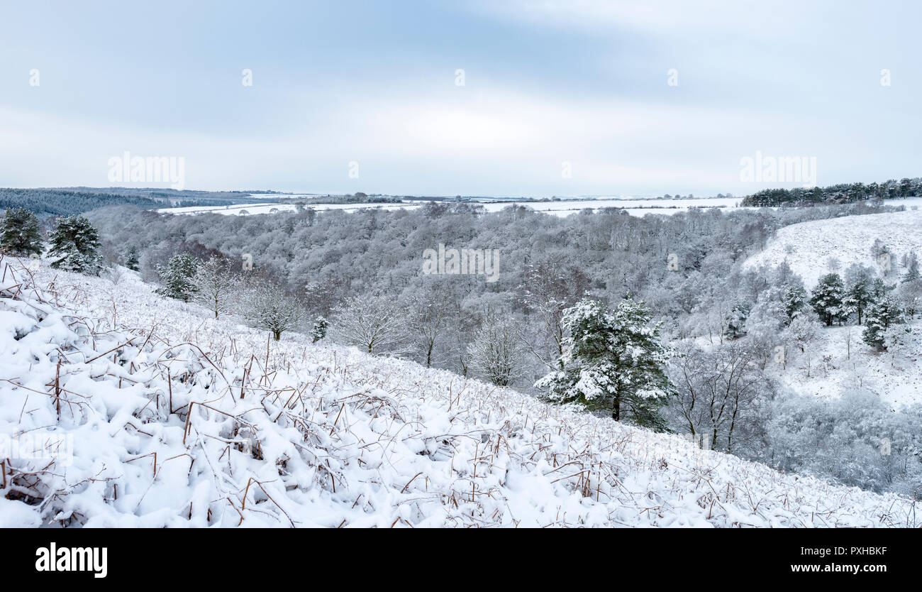 Winter in Dove Dale in Dalby Forest Stockfoto