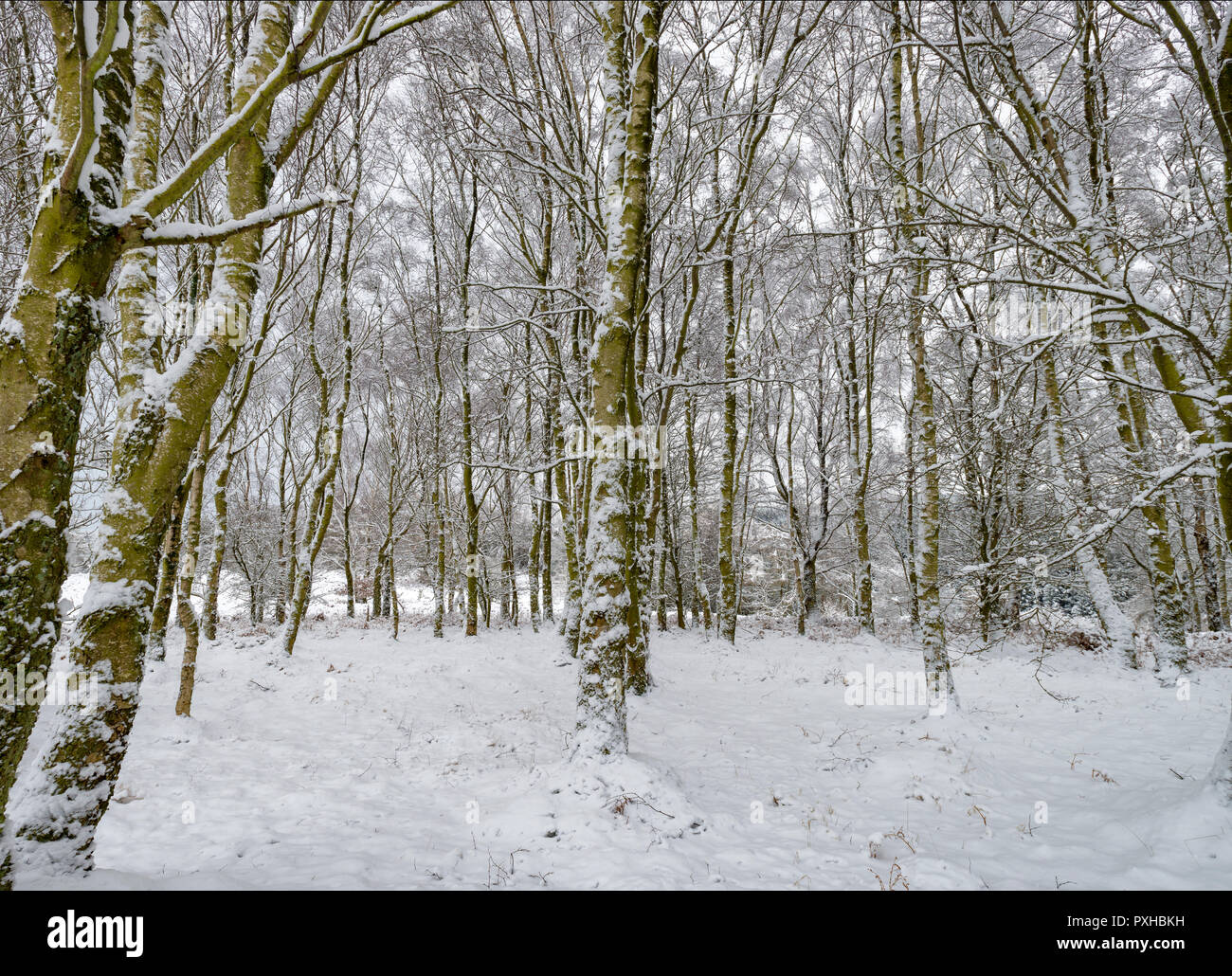 Winter in Dove Dale, in der Nähe der Bridestones in Dalby Forest Stockfoto