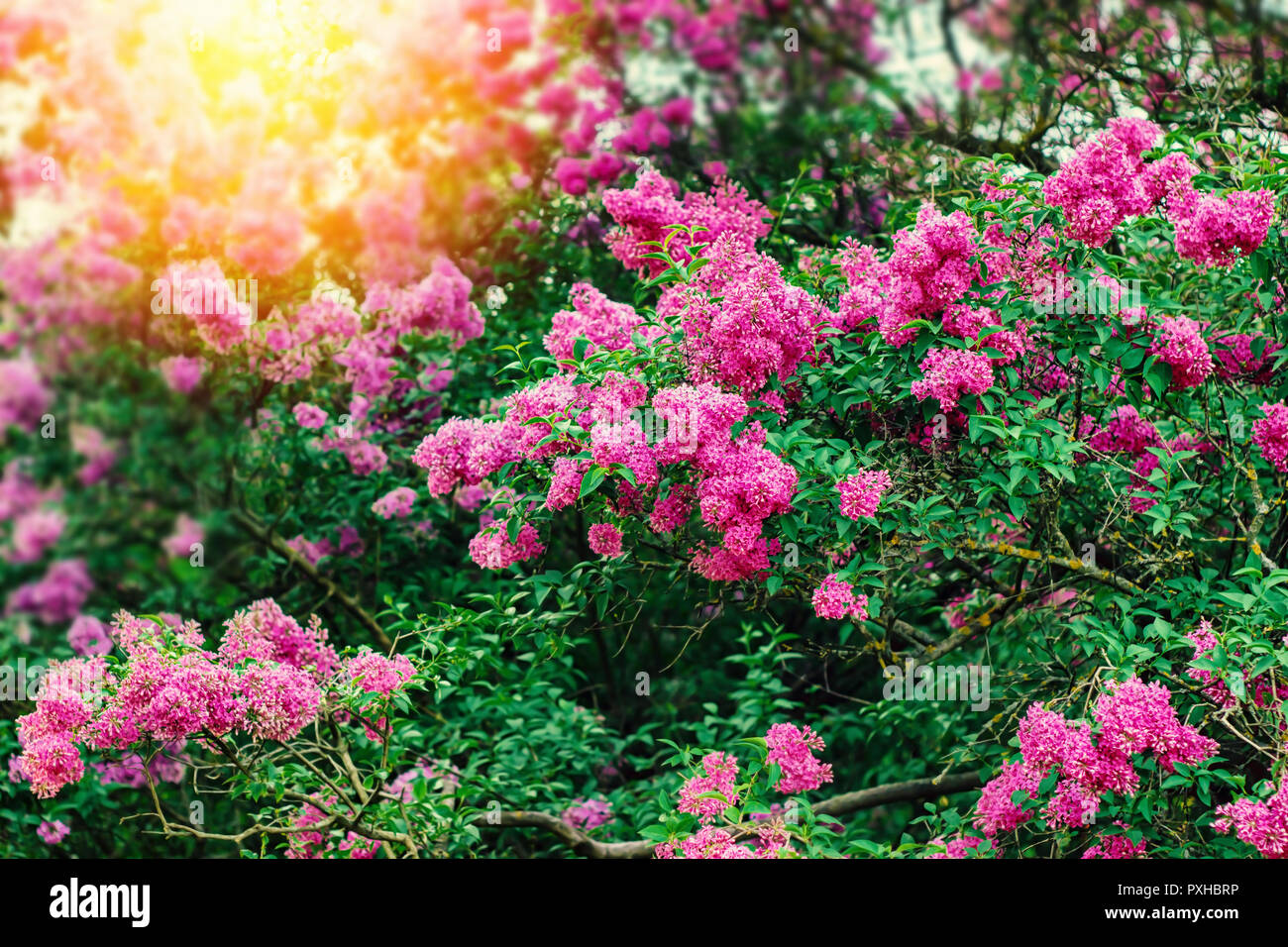 Flieder Im Garten Bluht Natur Sonnenuntergang Hintergrund