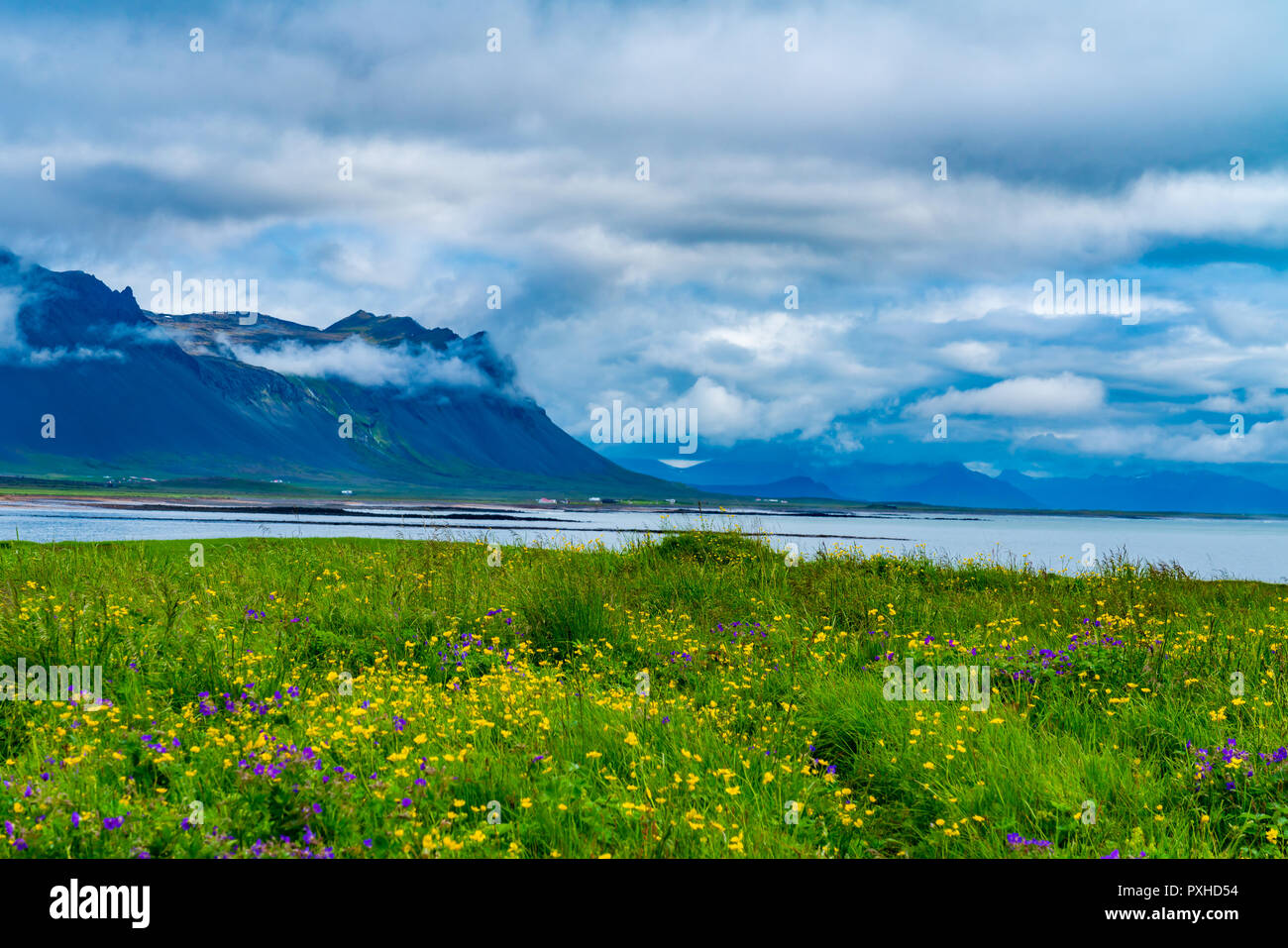Blick auf die hohen Berge, die Blumen und den Atlantischen Ozean bei Badir in Island Stockfoto