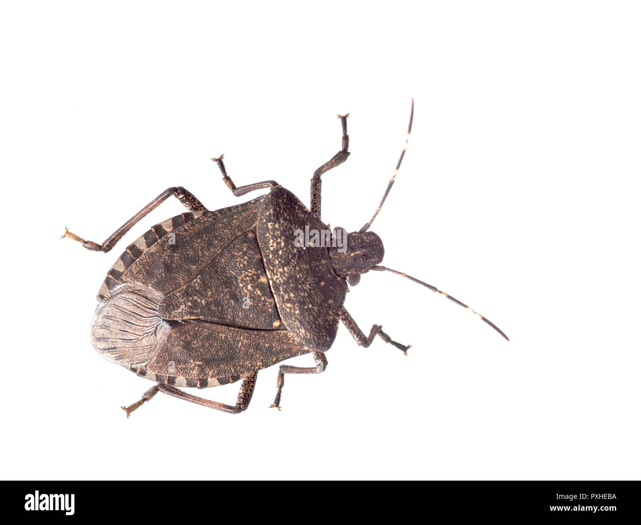 Braun marmorated stinken bug Halyomorpha halys, eine invasive Arten aus Asien. Auf weiß isoliert. Stockfoto