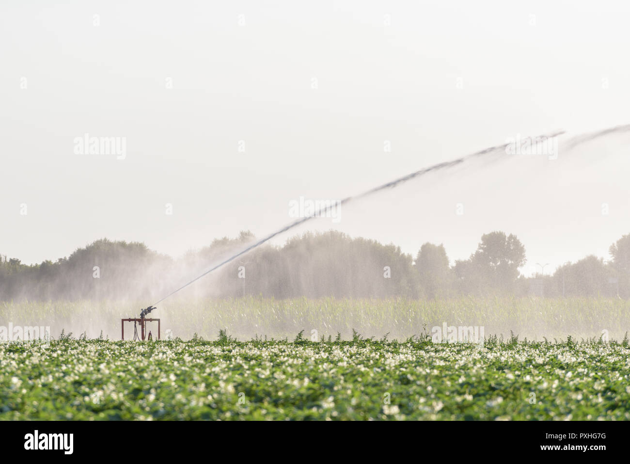Ein Sprinkler ist die Bewässerung ein Feld mit Kartoffeln in den Niederlanden in einer extremen Trockenheit im Sommer 2018. Stockfoto