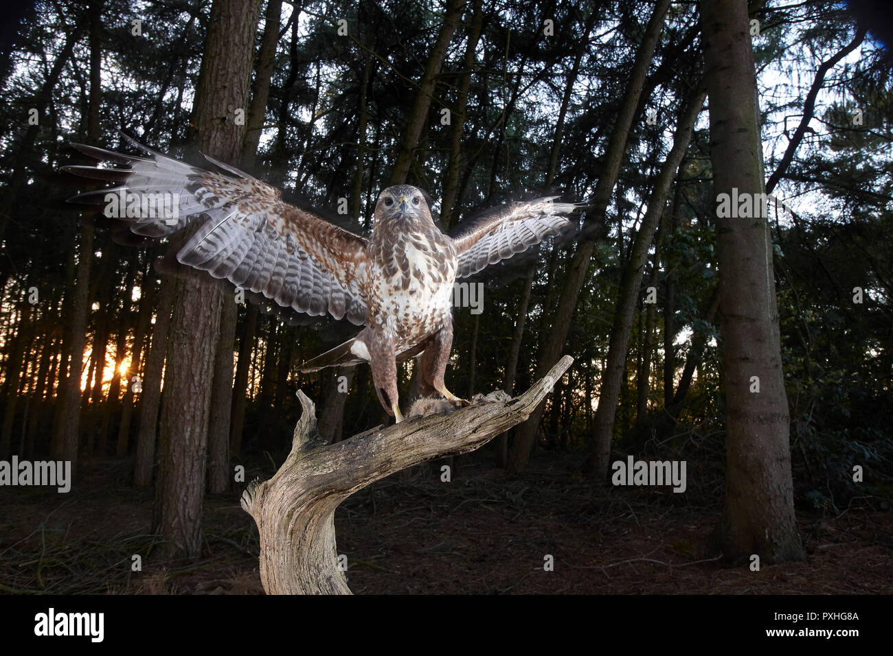 Mäusebussard, Buteo buteo, Landung auf einem Ast, verfing sich eine DSLR-Kamera trap, East Yorkshire, Großbritannien Stockfoto