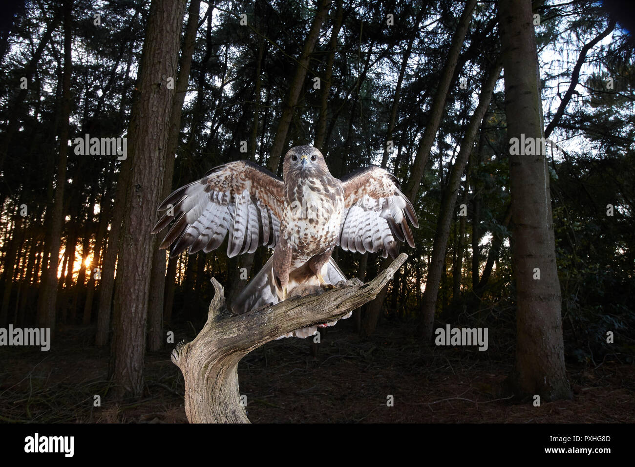 Mäusebussard, Buteo buteo, Landung auf einem Ast, verfing sich eine DSLR-Kamera trap, East Yorkshire, Großbritannien Stockfoto