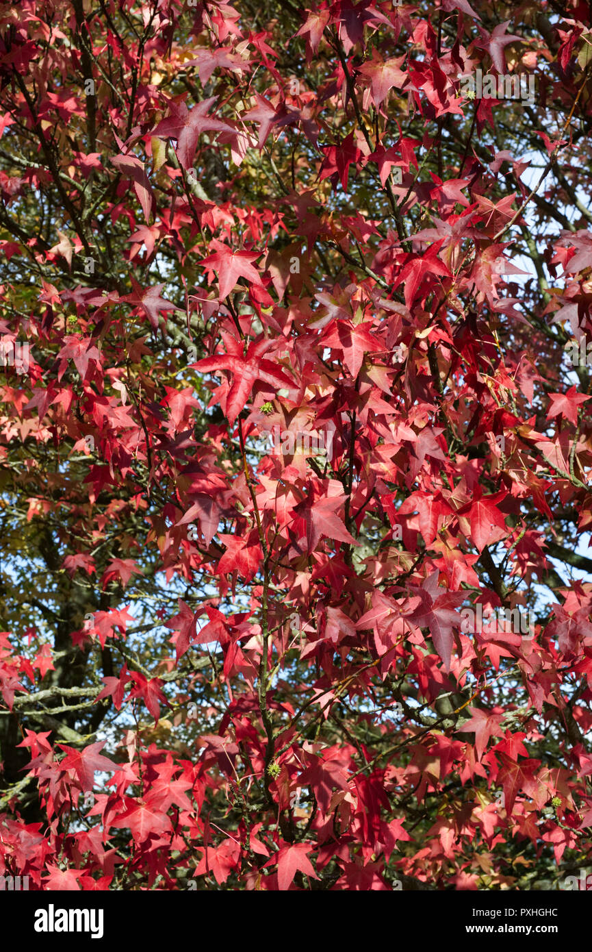 Liquidambar styraciflua 'Lane Roberts' Blätter im Herbst. Stockfoto
