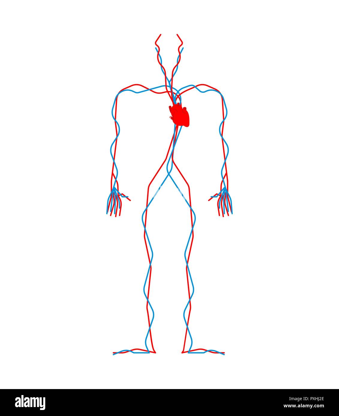 Herz Kreislauf System Herz Und Gefasse Aorta Und Arterie Der Menschlichen Anatomie Die Inneren Organe Systeme Des Menschen Korper Und Organe Vector Illustration Stock Vektorgrafik Alamy