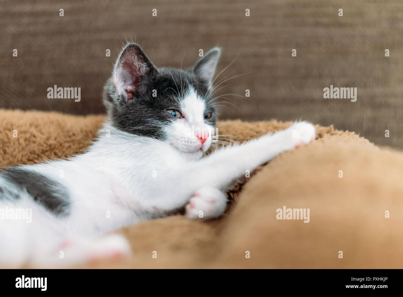 Cute Baby Katze Portrait zu Hause Stockfoto