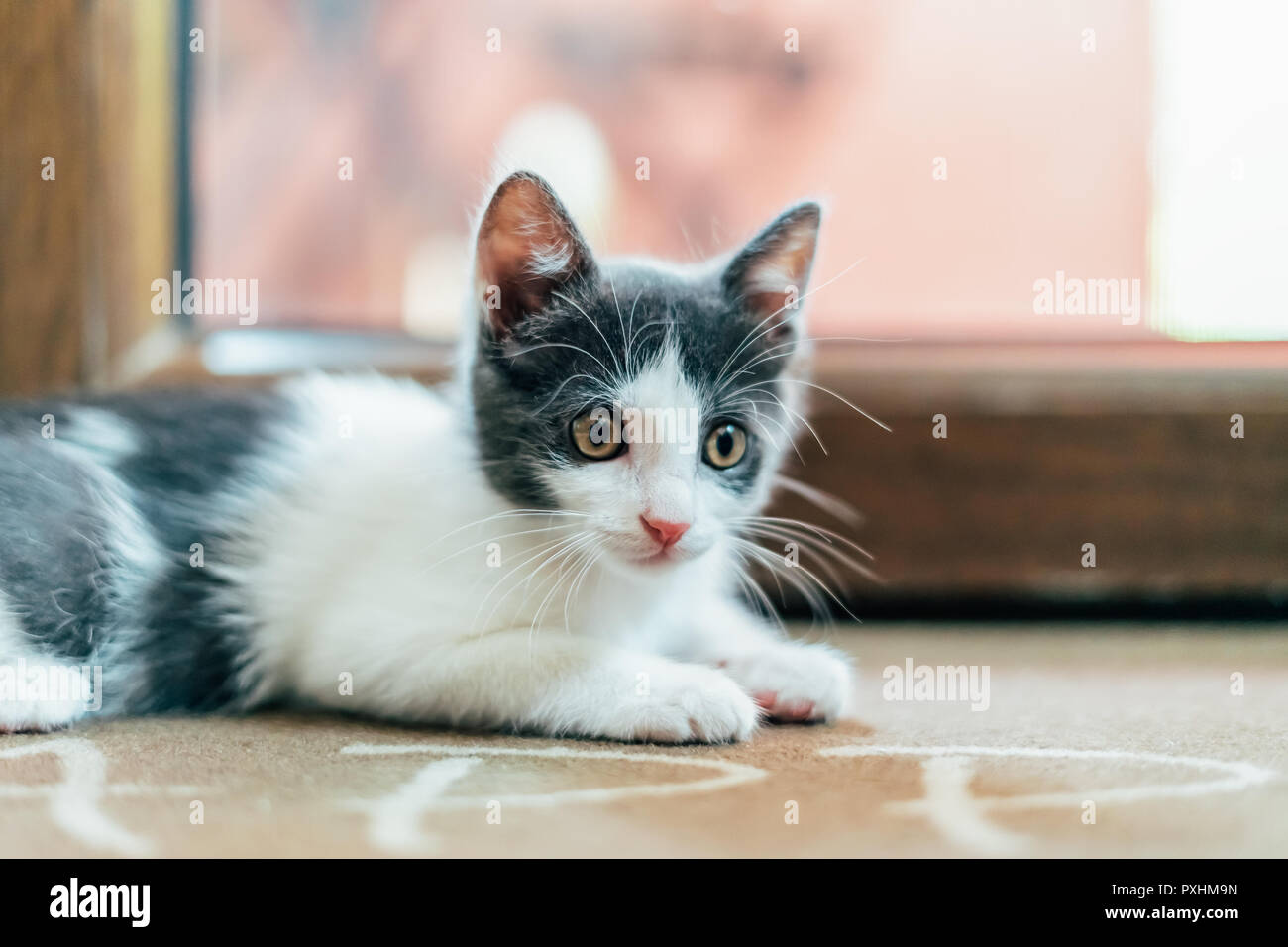 Cute Baby Katze Portrait zu Hause Stockfoto