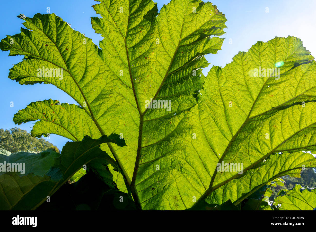 Riesige Blätter der Gunnera manicata, allgemein bekannt als riesige Rhabarber. Jeder Teil der großen Pflanze hat stachelige Dornen. Nahaufnahme Foto zeigt Blattstruktur. Stockfoto