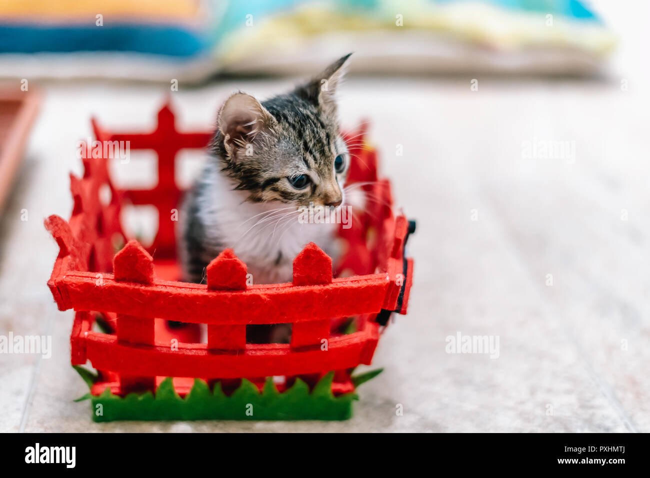 Cute Baby Katze im Körbchen zu Hause Stockfoto