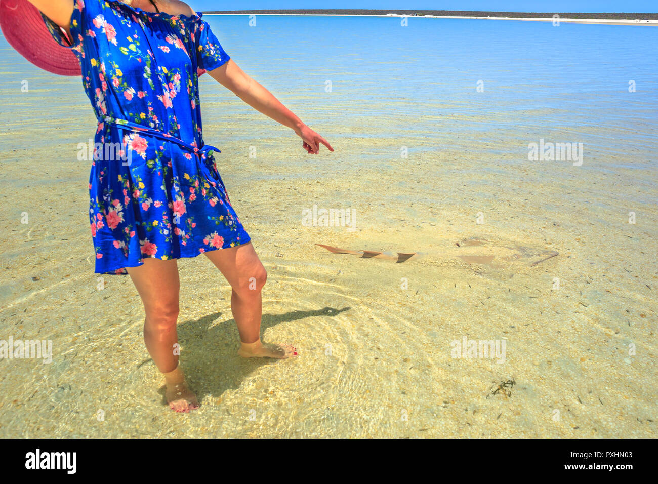 Ein Tourist woman pointing at Guitarfish oder Rhynchobatus Australiae bei Shell Beach in Shark Bay Area. Shell Beach ist berühmt für Tanks und das klare Wasser. Coral Coast in Western Australia. Stockfoto