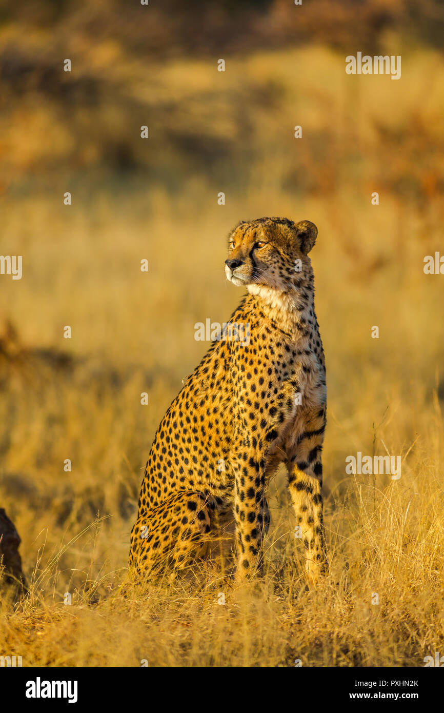 Afrikanische Arten Gepard Acinonyx jubatus, Familie der Feliden, stehend in Madikwe, Südafrika. Vertikale Schuß auf verschwommenen Hintergrund. Stockfoto