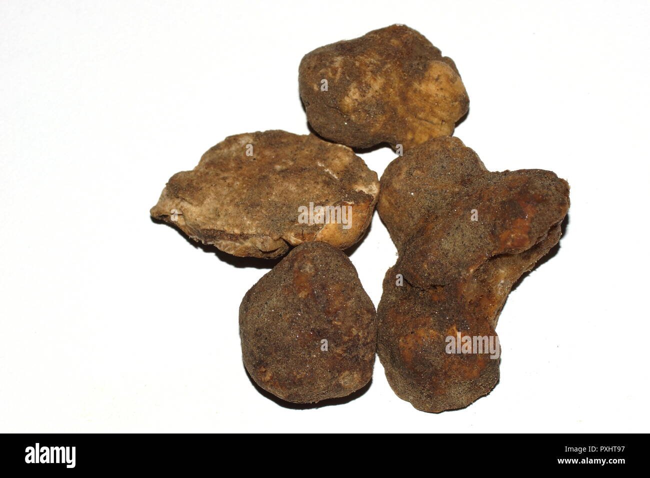 Tuber magnatum. Fünf Trüffel Pilze auf weißem Hintergrund. Stockfoto