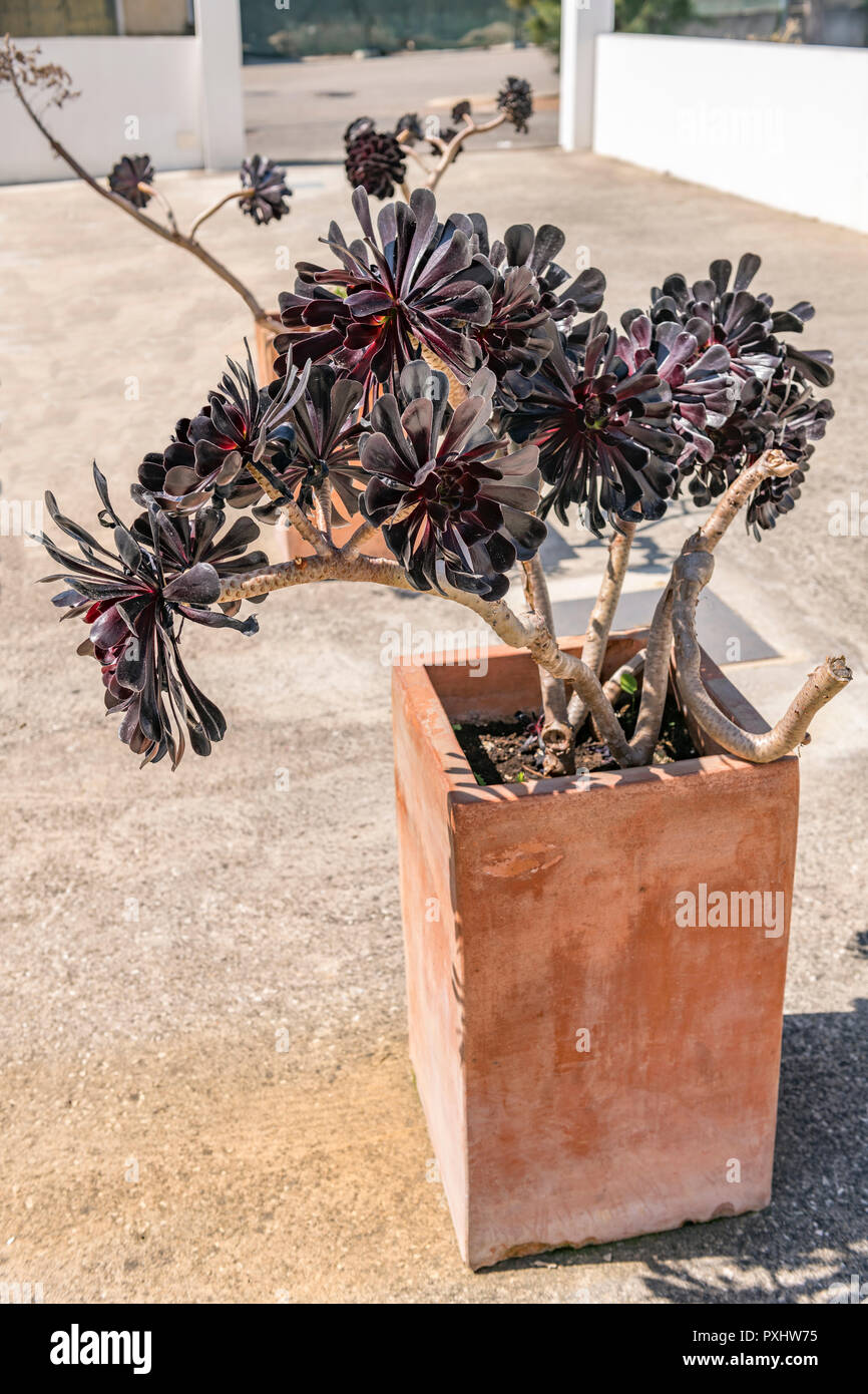 Aeonium Zwartkop Arboretum'' in einem terracotta Container wachsende Stockfoto