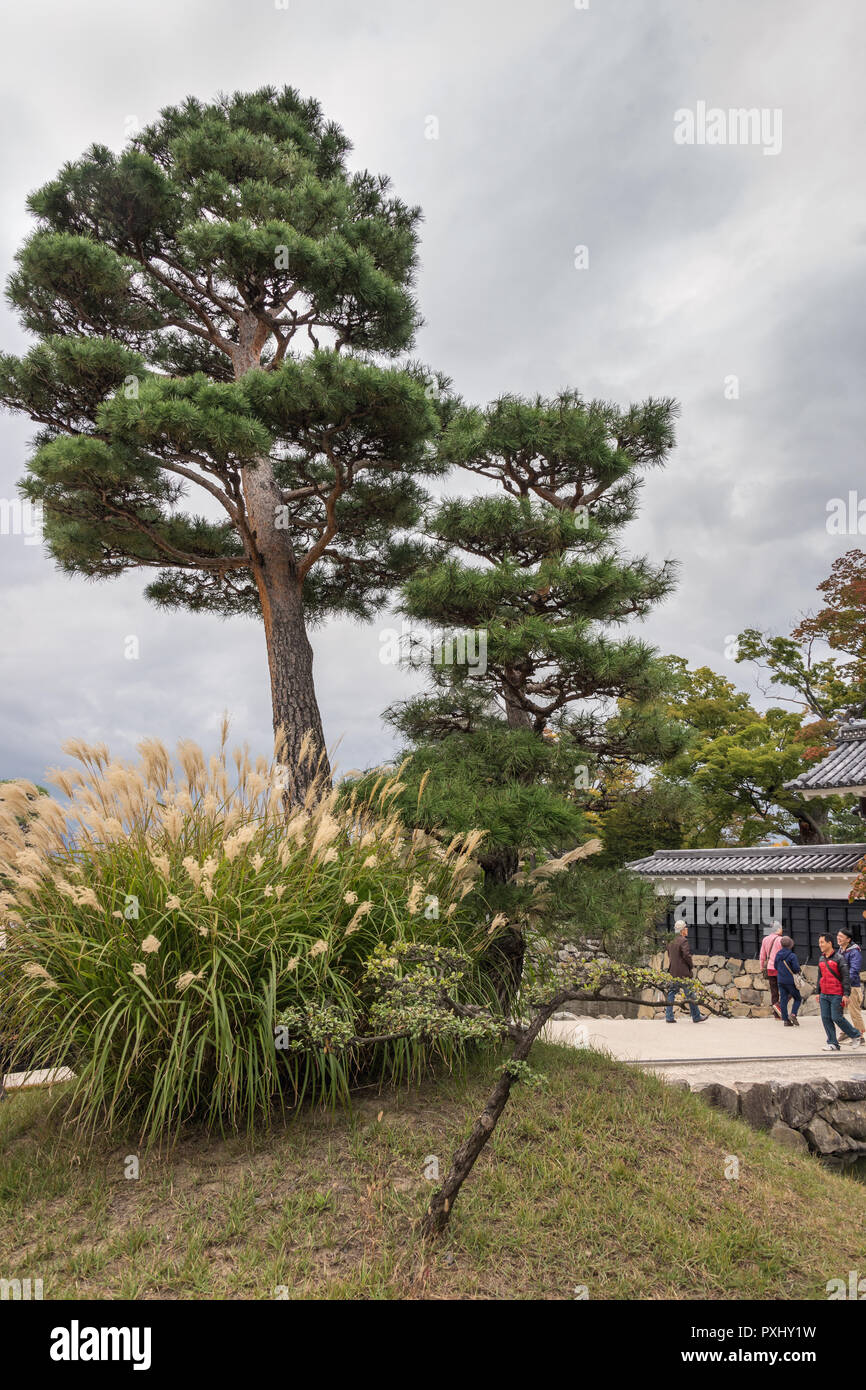 Ichi no mon (Kurumon) auf Schloß Matsumoto mit schwarzen Pinien (Pinus thunbergii) und Pampas Gras (Miscanthus sinensis), Nagano, Japan Stockfoto