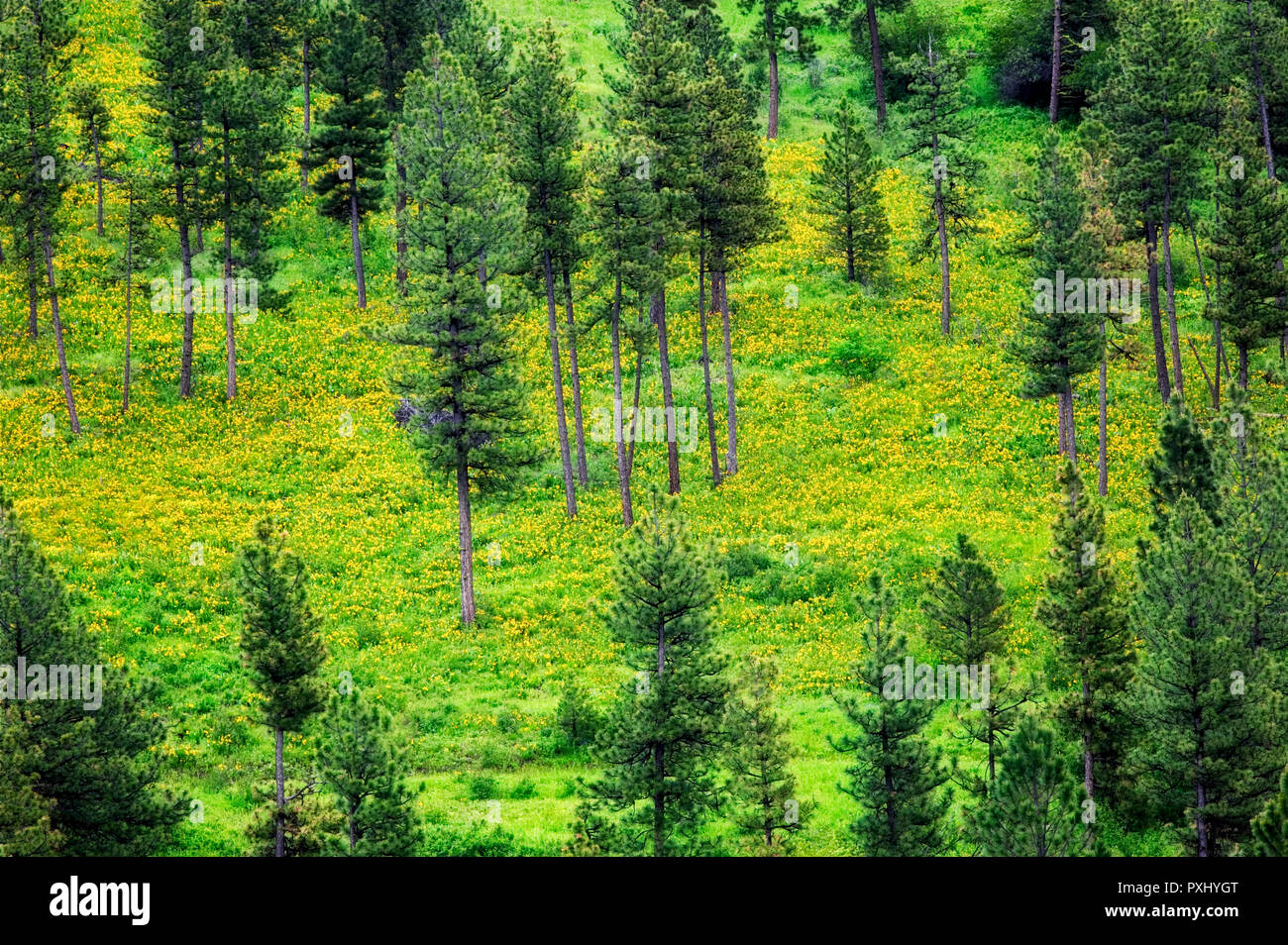 Gelbe Balsomroot auf Waldboden mit Ponderosa Pine Forest. In der Nähe von Flora, Oregon Stockfoto