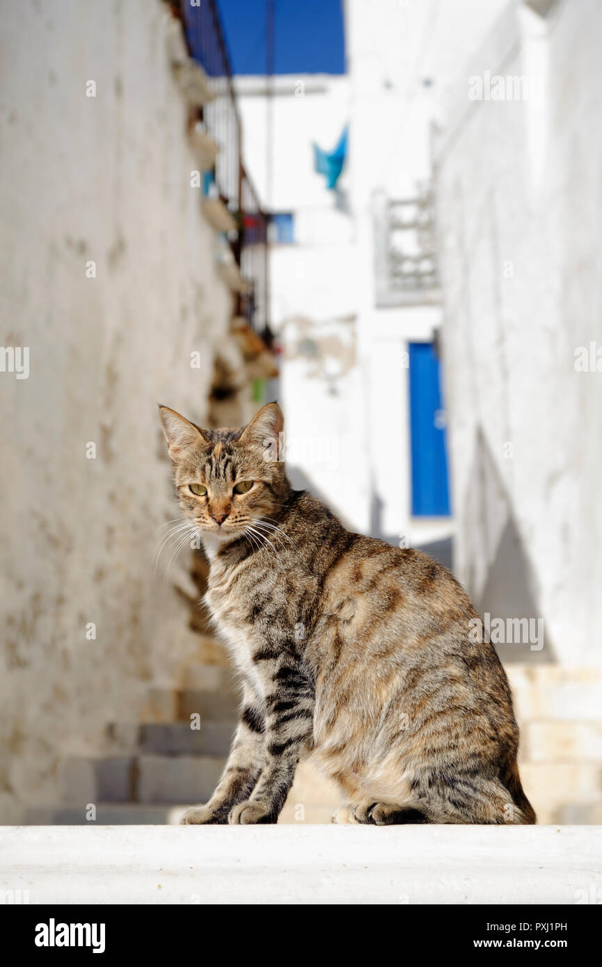 Tabby Katze in einem typischen Dorf, Kykladen Insel Tinos, Griechenland. Stockfoto