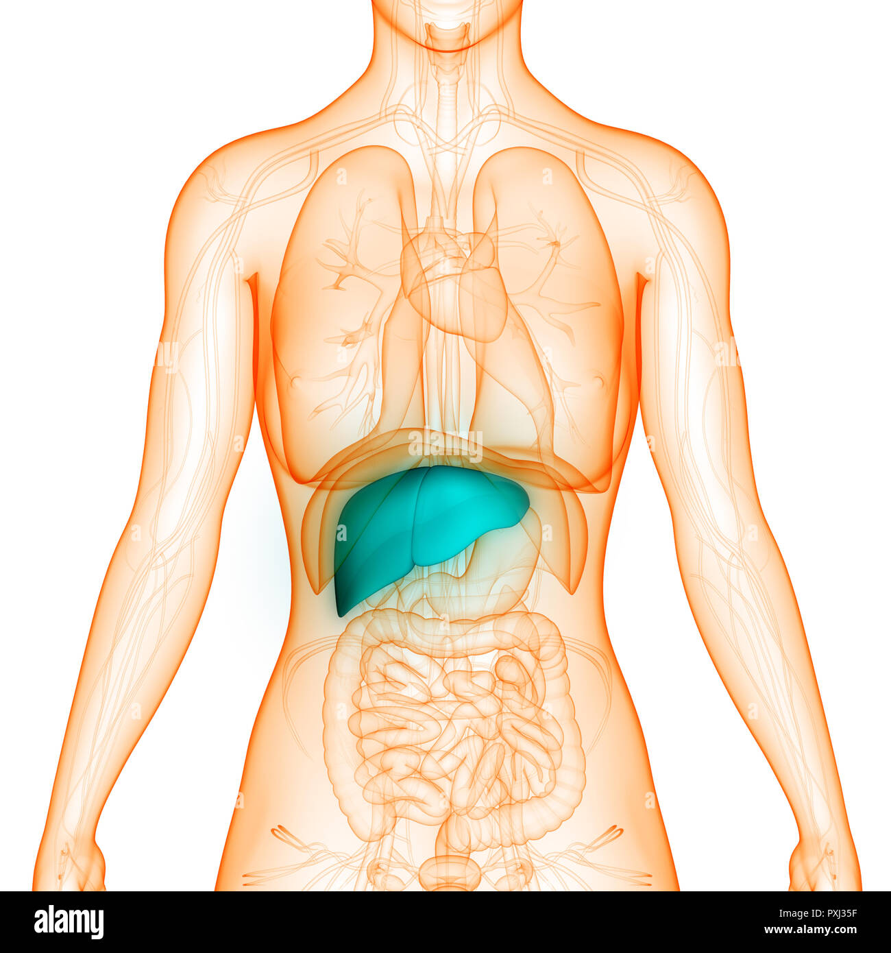 Anatomie der Leber Stockfoto